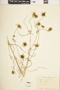 Helianthus angustifolius image