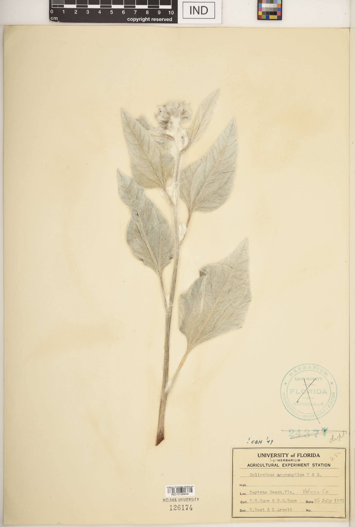 Helianthus argophyllus image