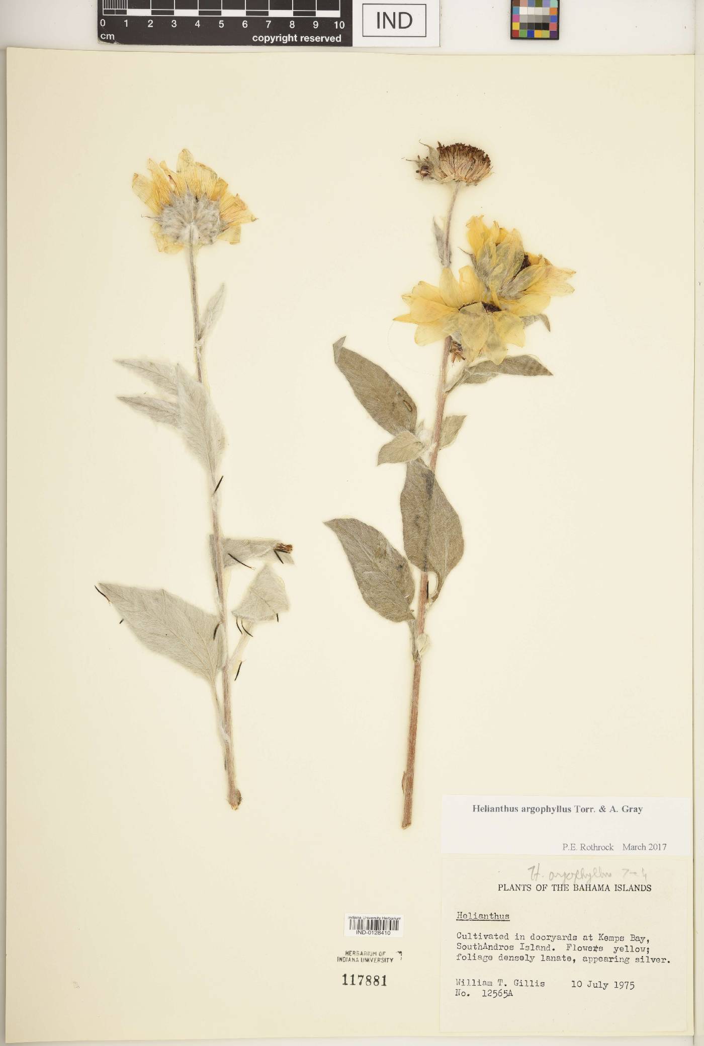 Helianthus argophyllus image