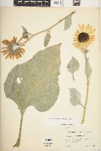 Helianthus argophyllus image