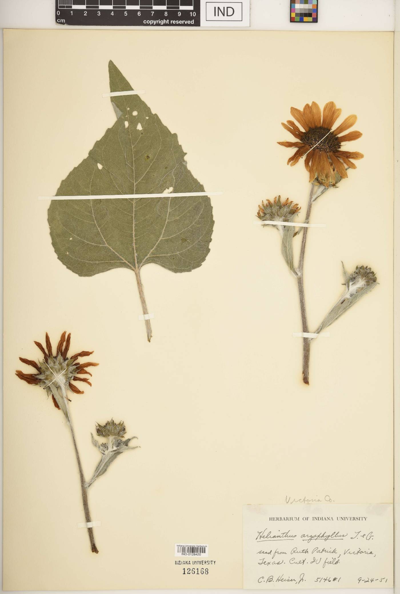 Helianthus argophyllus image