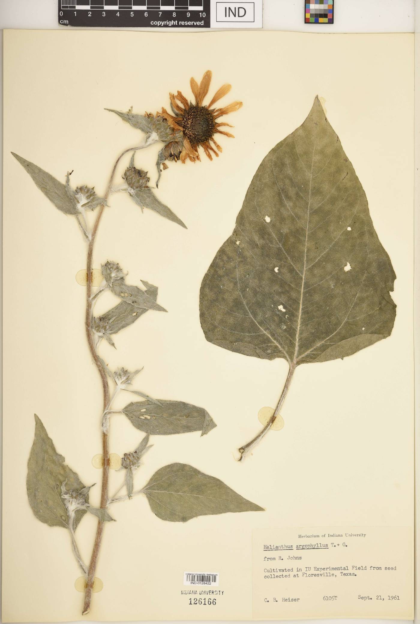 Helianthus argophyllus image