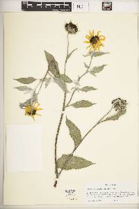 Helianthus argophyllus image