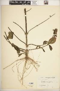 Helianthus atrorubens image