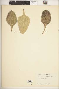 Helianthus atrorubens image