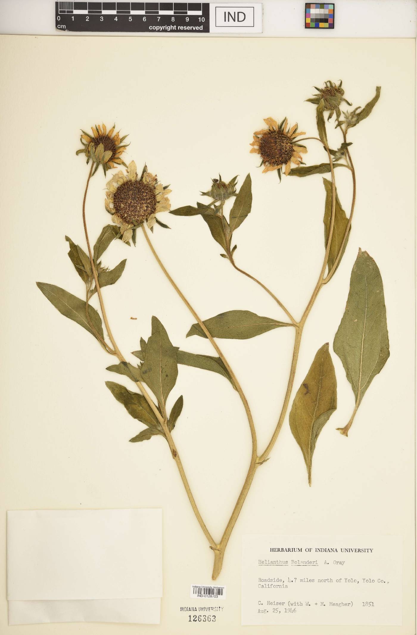Helianthus bolanderi image