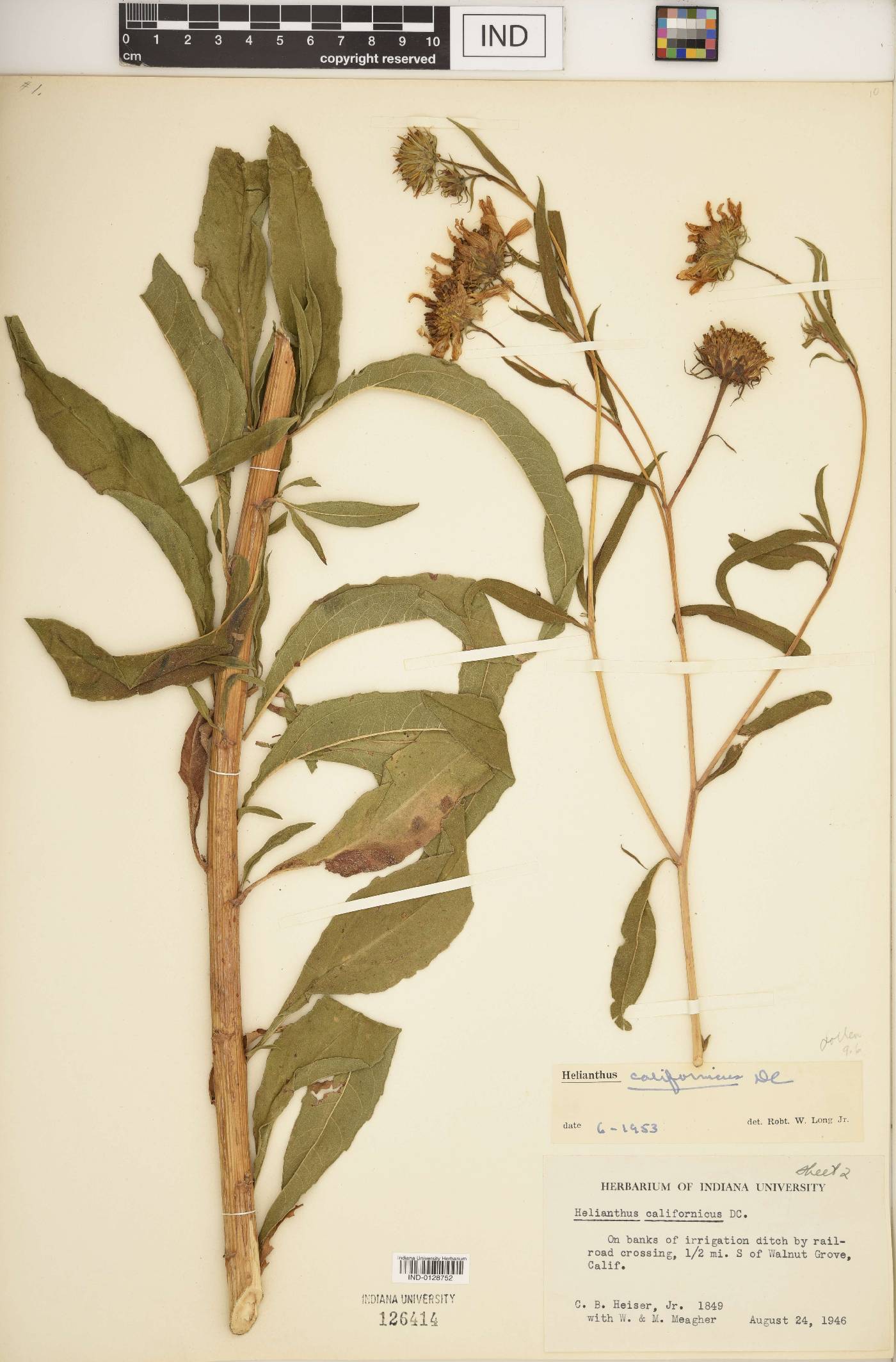 Helianthus californicus image