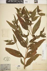 Helianthus californicus image