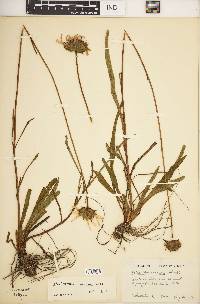 Helianthus carnosus image
