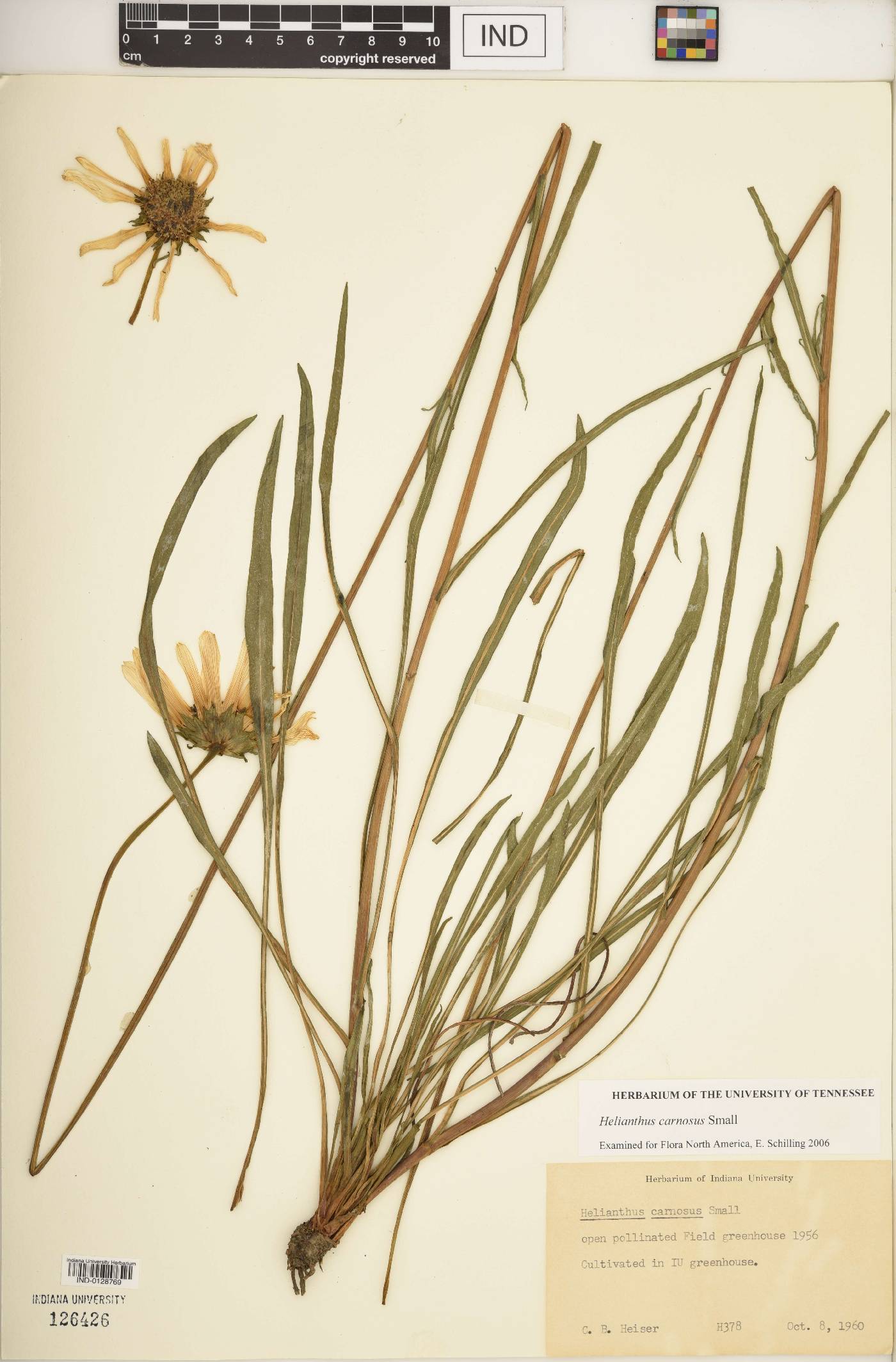 Helianthus carnosus image