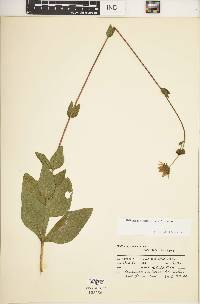 Helianthus × cinereus image
