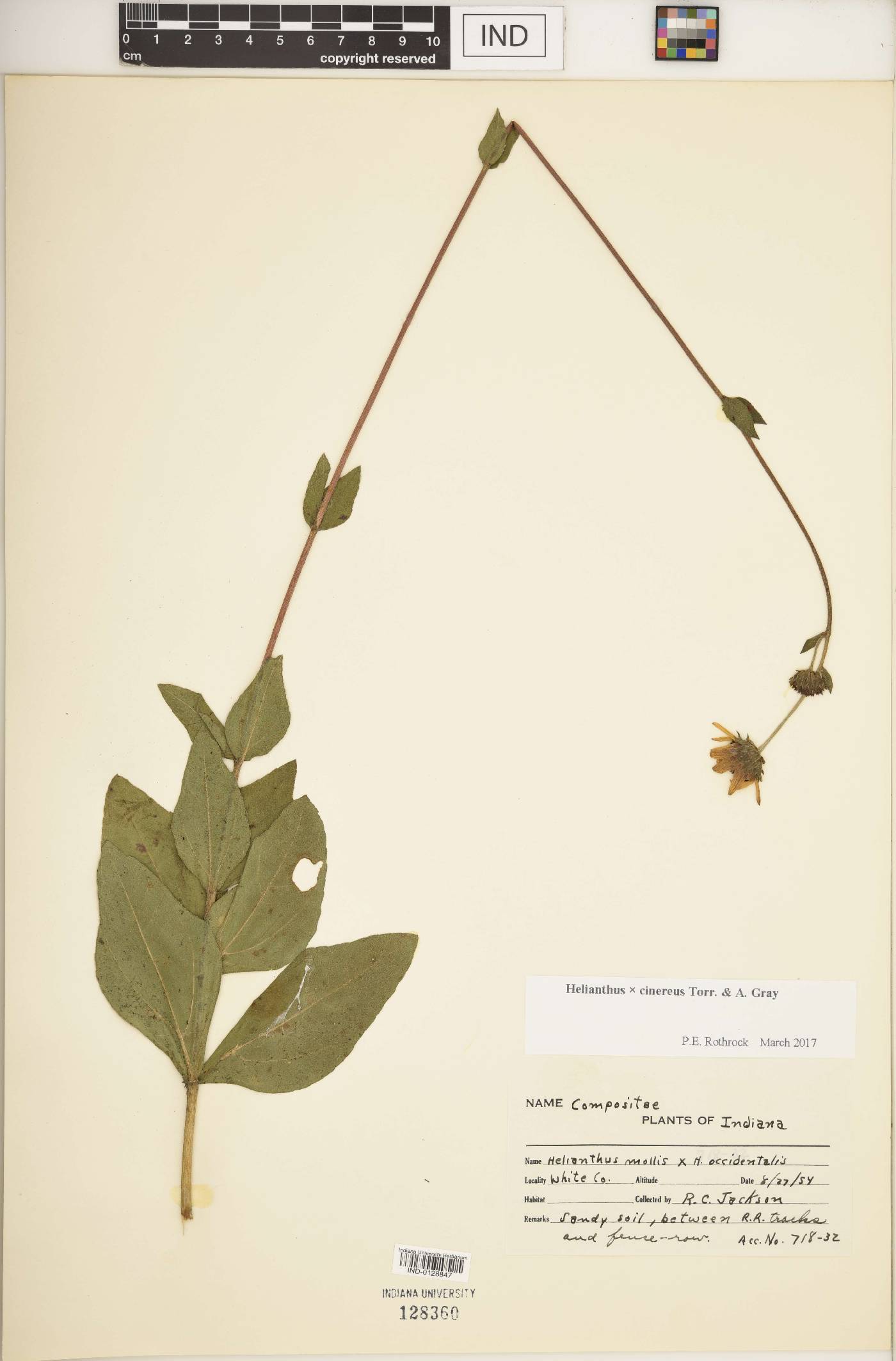 Helianthus × cinereus image