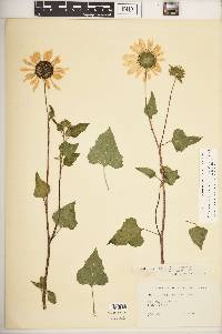 Helianthus debilis image