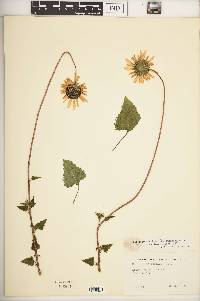 Helianthus debilis image