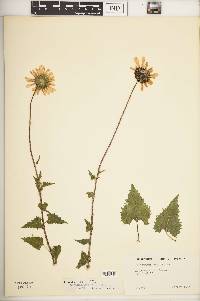 Helianthus debilis subsp. cucumerifolius image