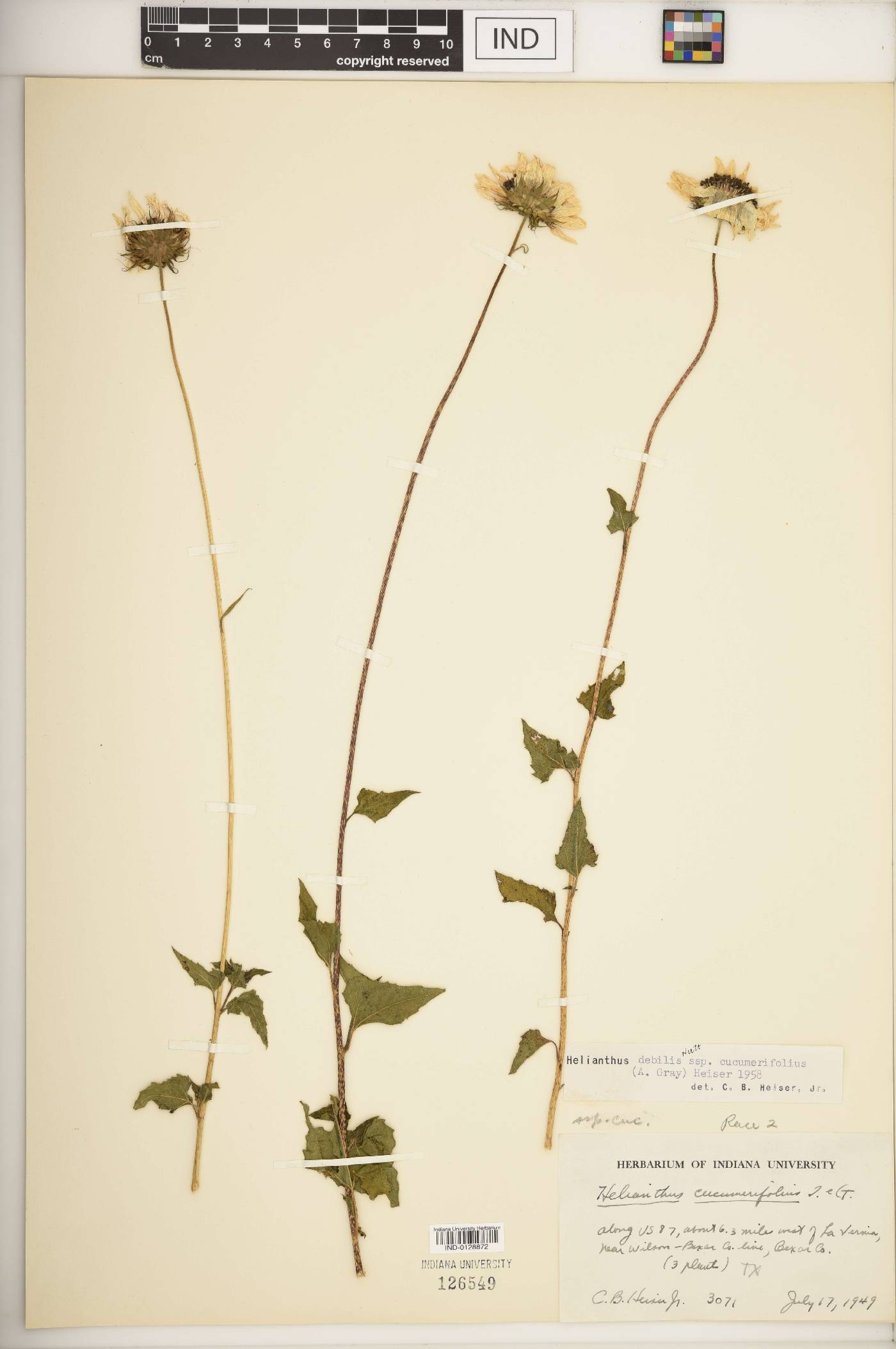 Helianthus debilis subsp. cucumerifolius image