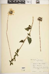Helianthus debilis subsp. cucumerifolius image