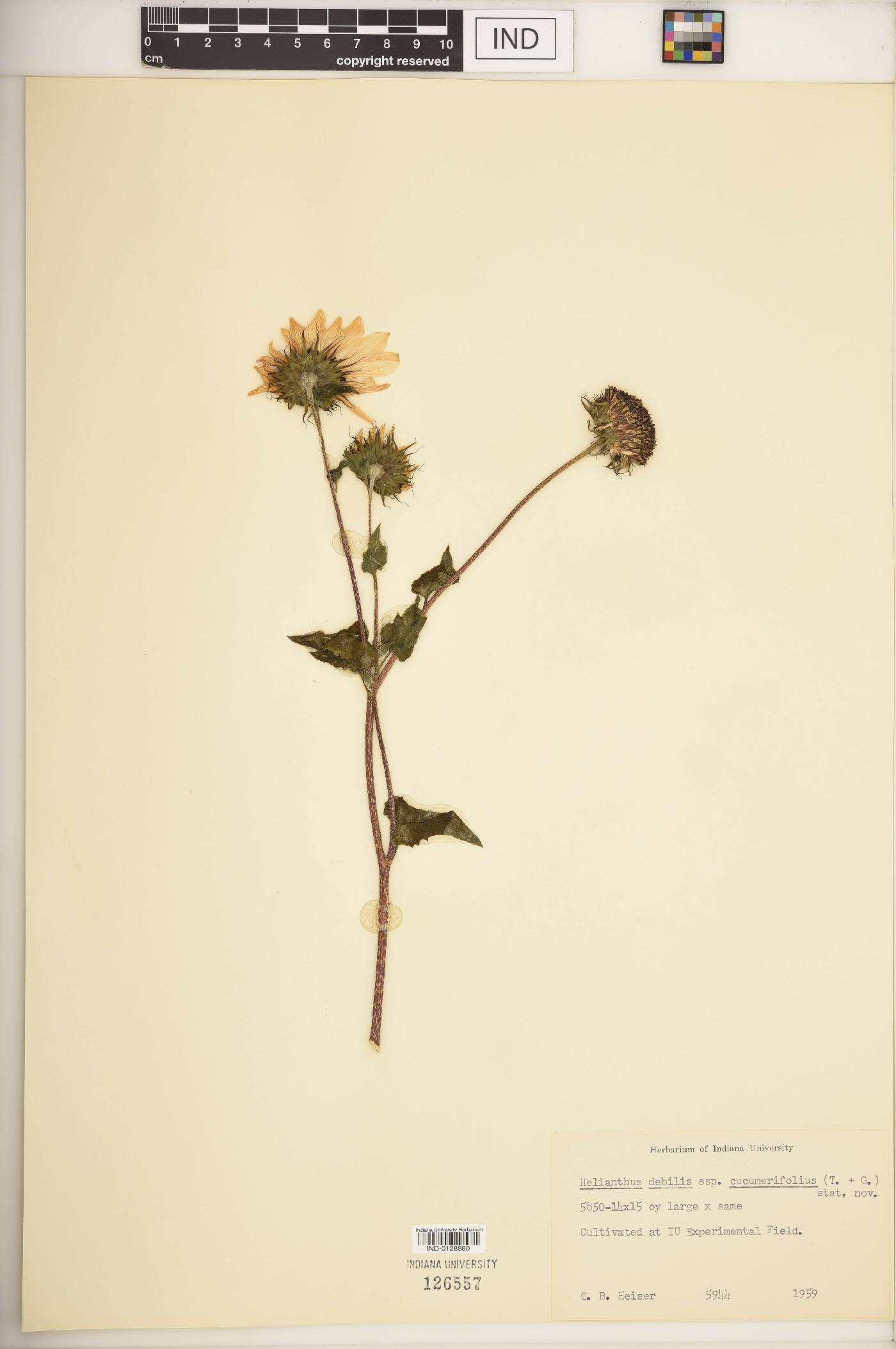 Helianthus debilis subsp. cucumerifolius image