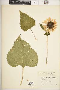 Helianthus debilis subsp. cucumerifolius image