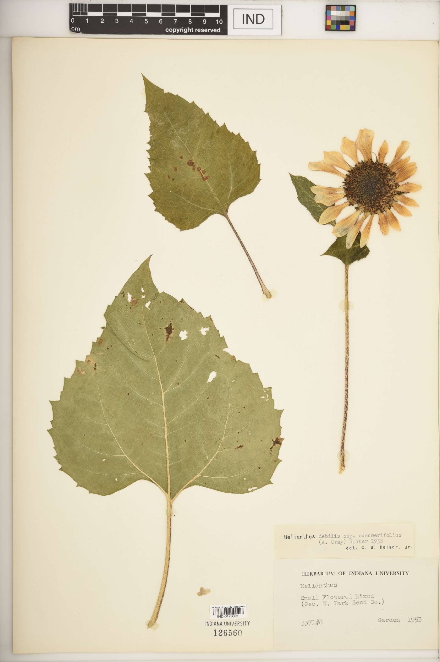 Helianthus debilis image