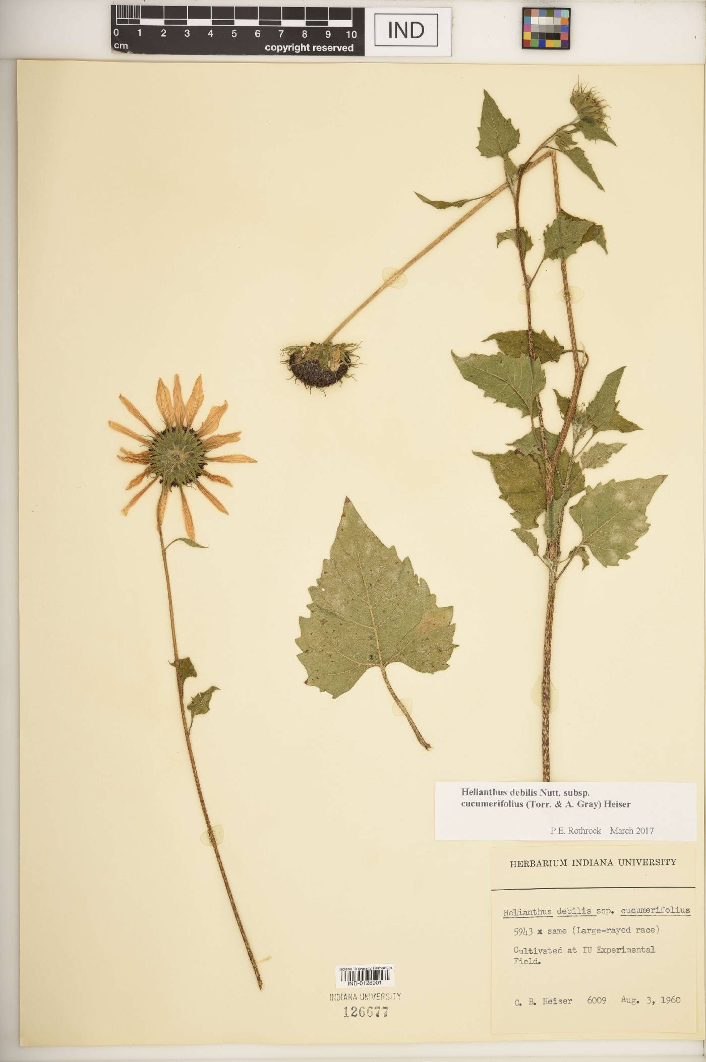 Helianthus debilis subsp. cucumerifolius image