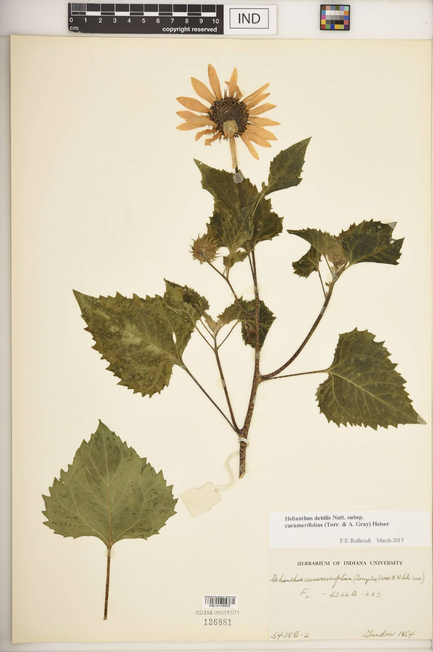 Helianthus debilis subsp. cucumerifolius image