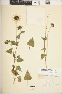 Helianthus debilis subsp. cucumerifolius image