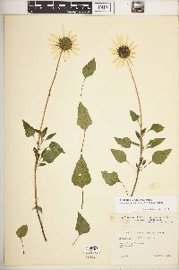 Helianthus debilis subsp. cucumerifolius image