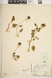 Helianthus debilis subsp. debilis image