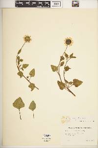 Helianthus debilis subsp. debilis image