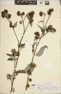 Helianthus argophyllus image