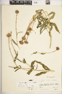 Helianthus cusickii image