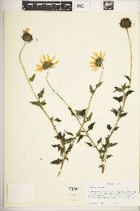 Helianthus debilis image