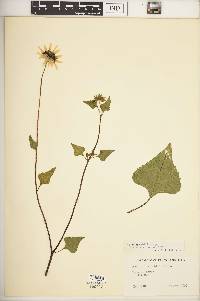 Helianthus debilis image