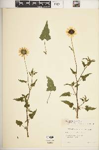 Helianthus debilis image