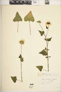 Helianthus debilis subsp. vestitus image