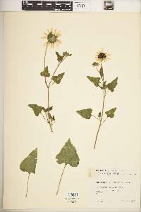 Helianthus debilis subsp. vestitus image