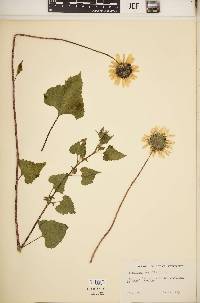 Helianthus debilis image