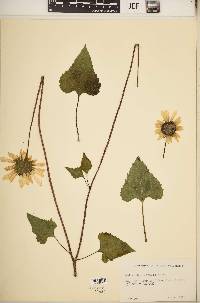 Helianthus debilis image