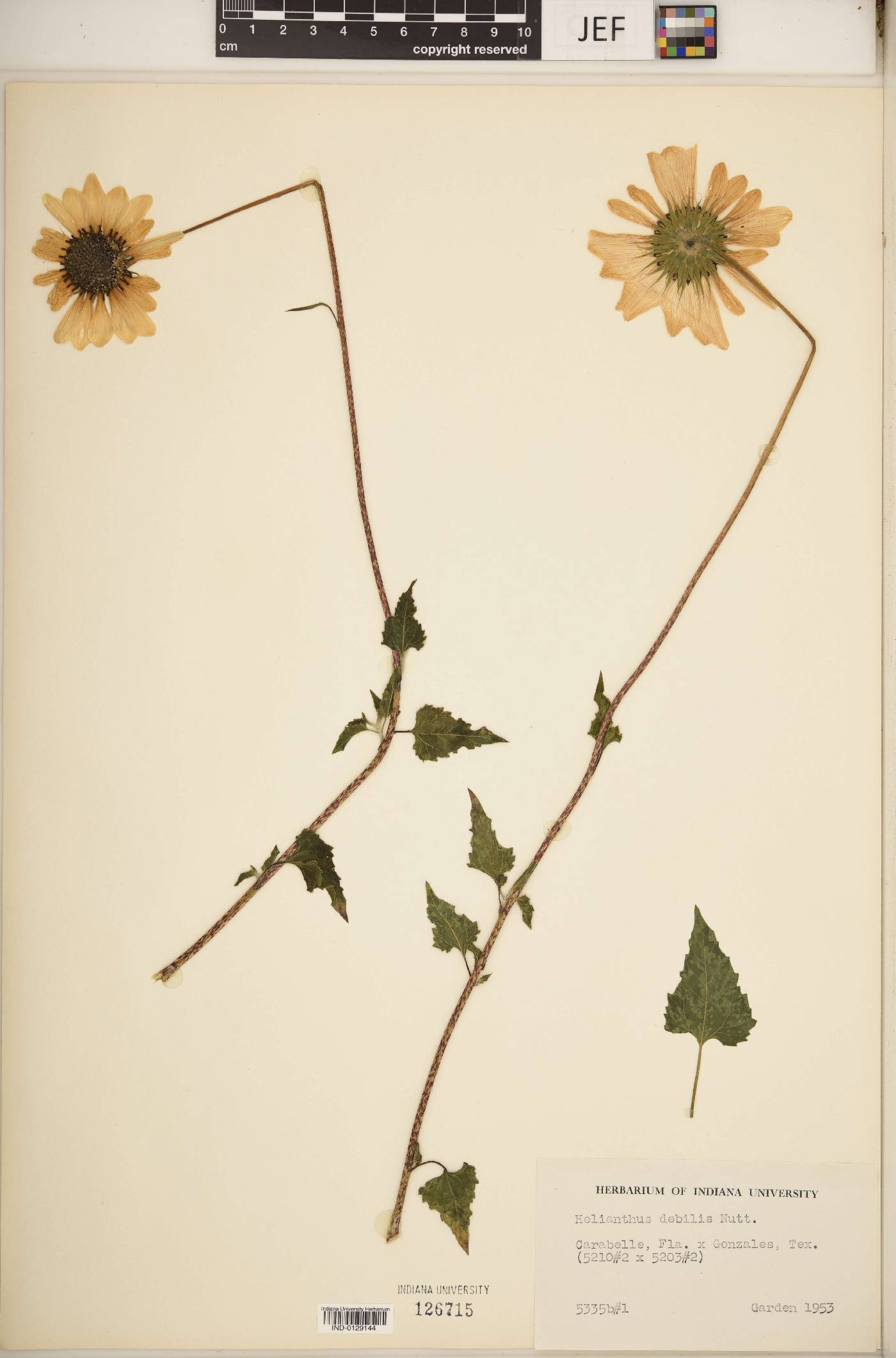 Helianthus debilis image