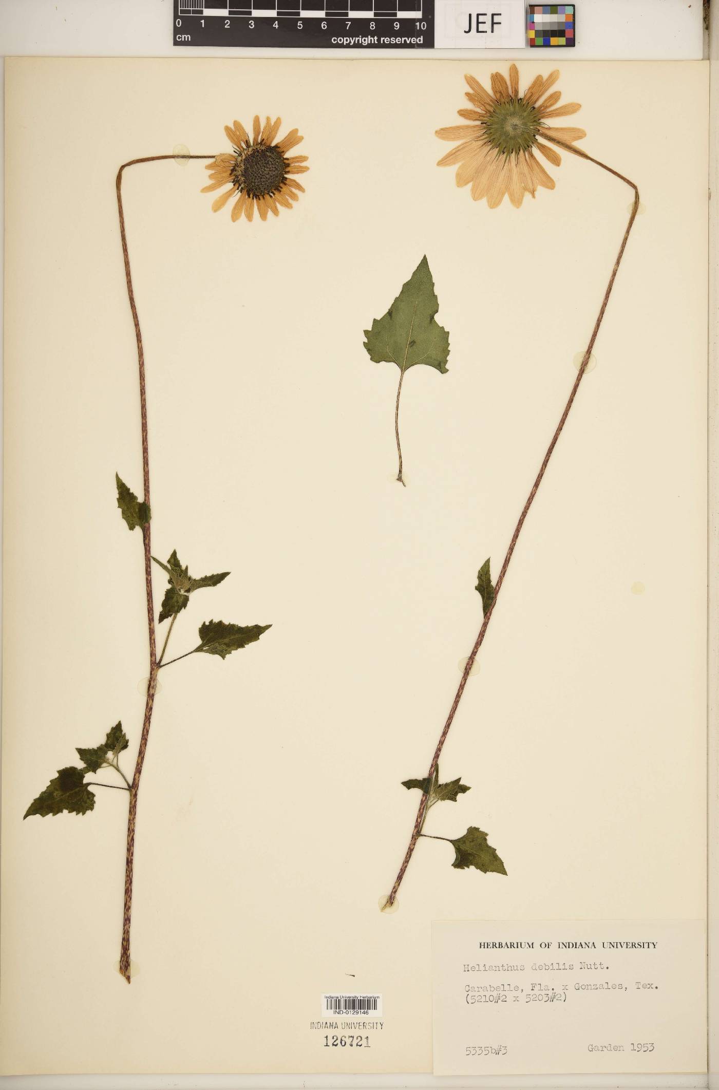 Helianthus debilis image