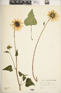 Helianthus debilis image