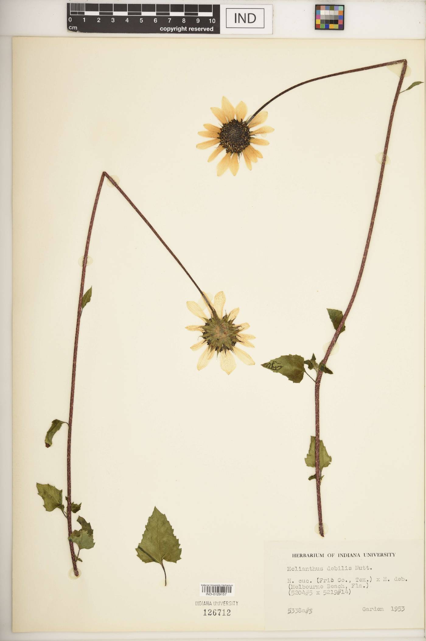 Helianthus debilis image