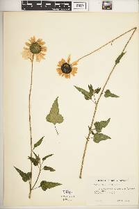 Helianthus debilis image