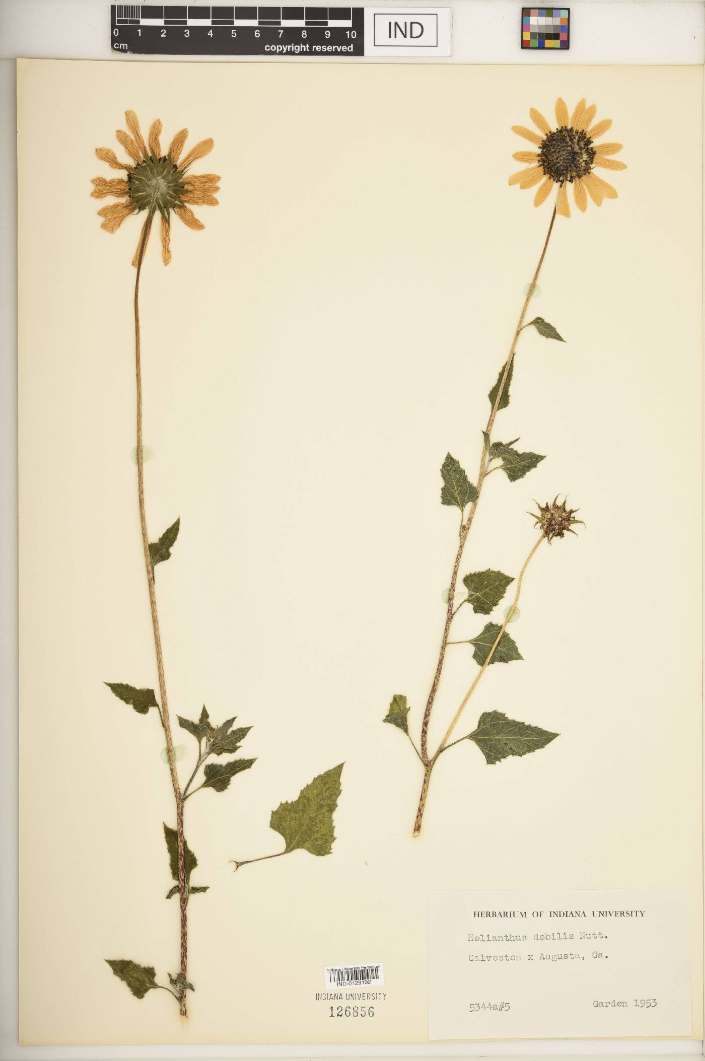 Helianthus debilis image