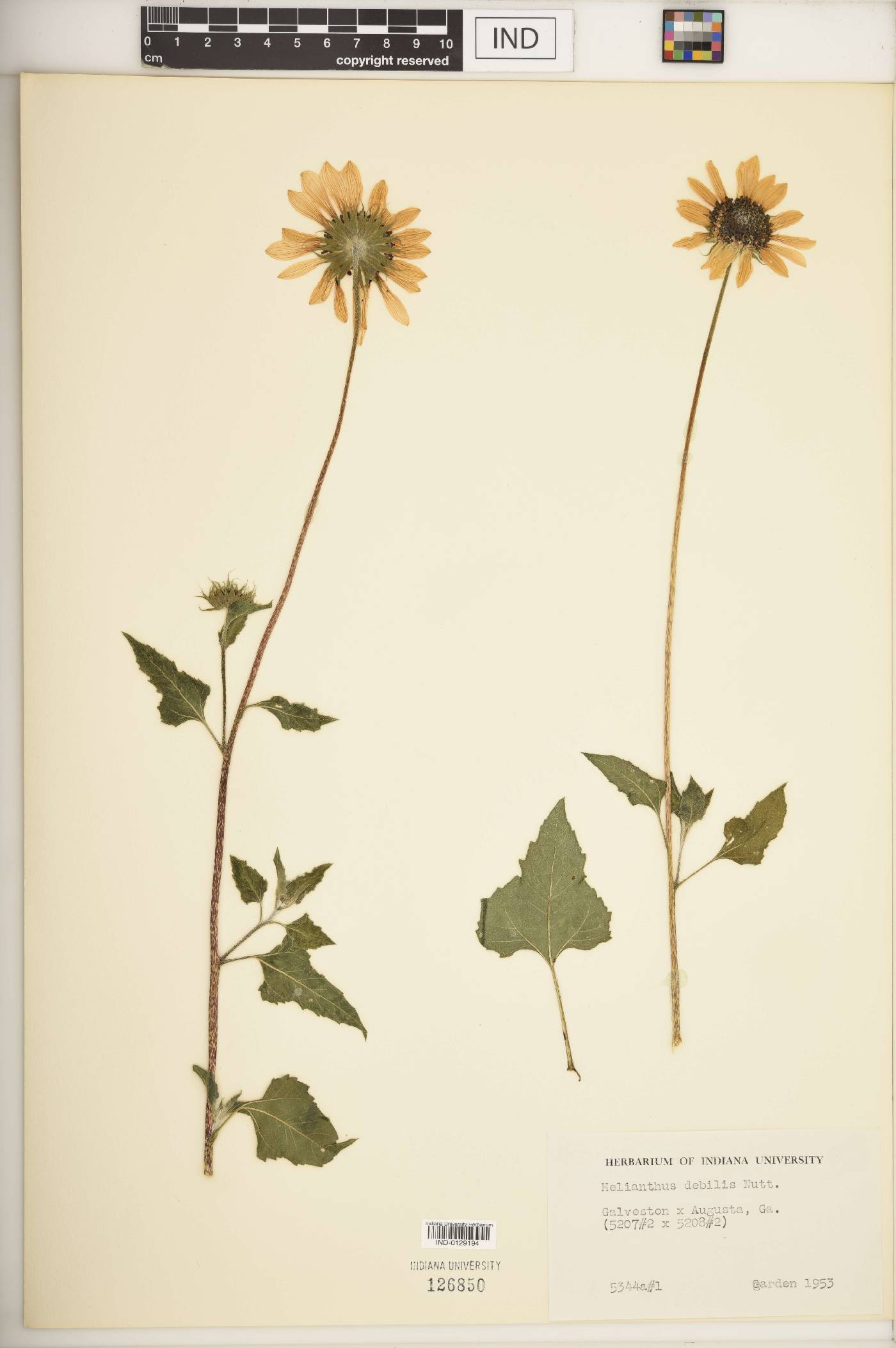 Helianthus debilis image