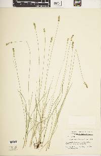 Carex retroflexa image