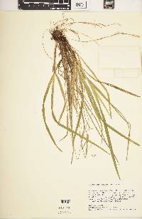 Carex purpurifera image