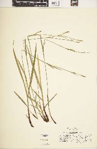 Carex purpurifera image