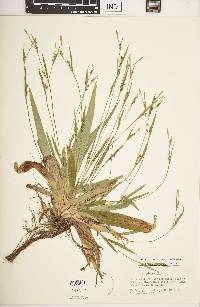 Carex platyphylla image